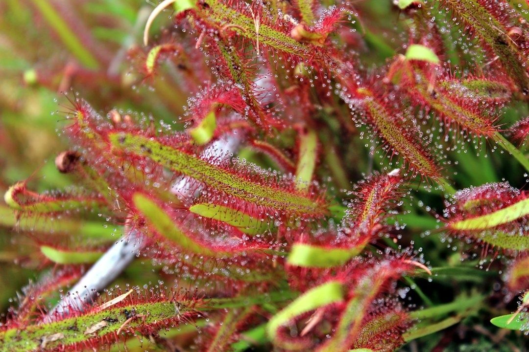 Gros plan sur un droséra rouge couvert de gouttelettes brillantes
